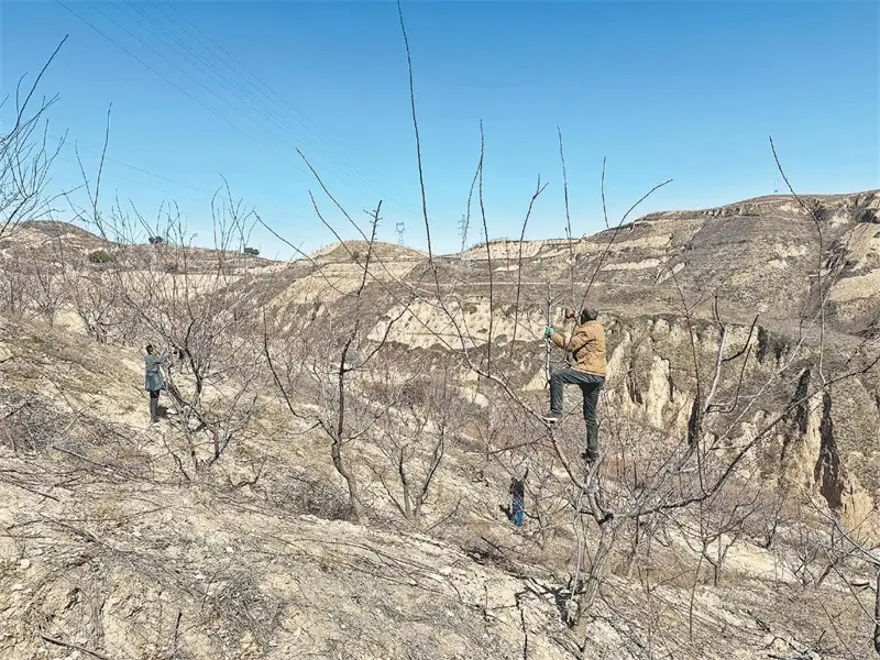 近日,在清涧县宽州镇乐堂堡村的红梅杏基地,果农们正抢抓农时修剪杏树枝条。通讯员赵晓芳摄