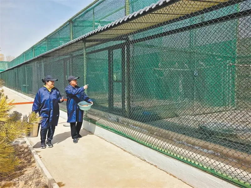 饲养员去喂养朱鹮。