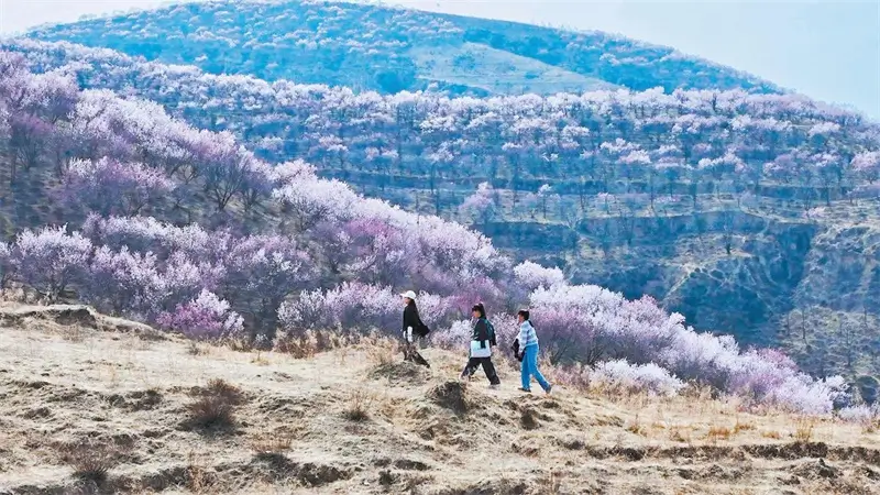 近日，绥德二郎山上山桃花竞相绽放，漫山粉黛美不胜收