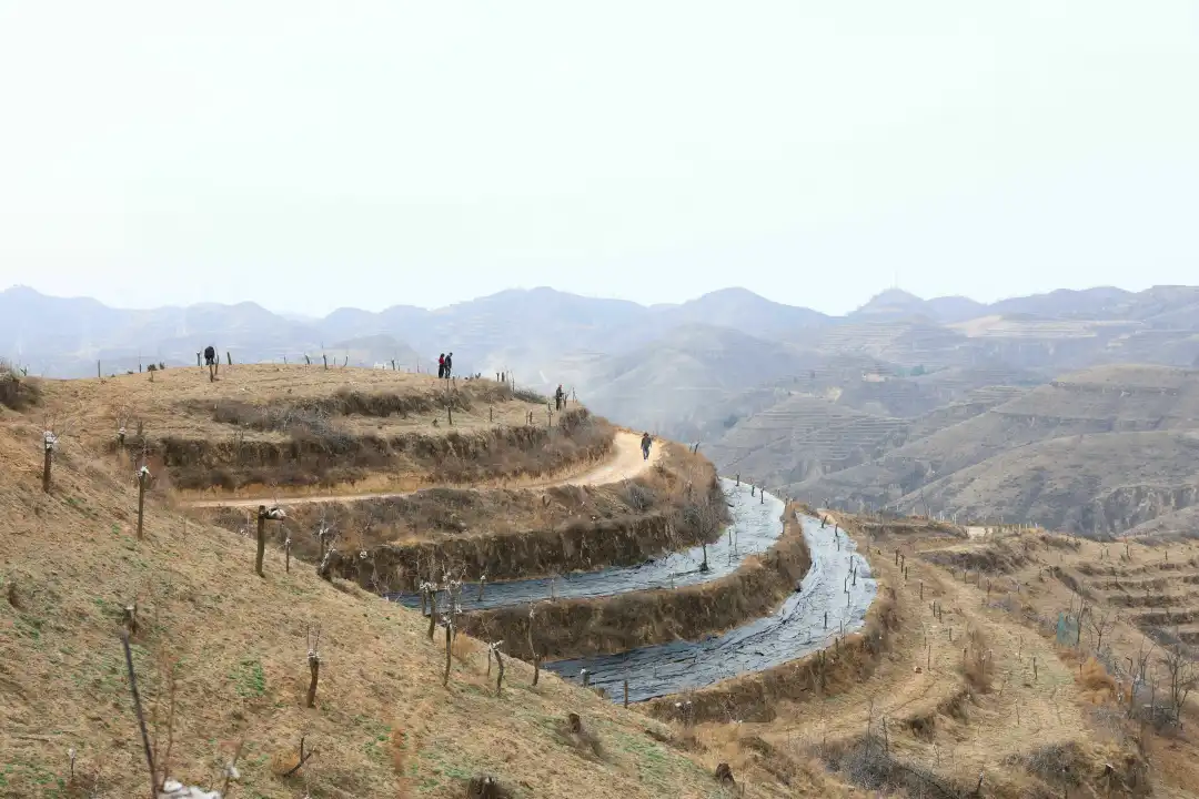 正值春光甚好，山峁上的草刚泛青