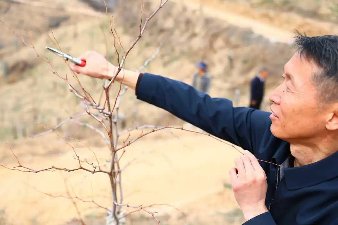 清涧县李家塔镇党委书记贺世宏示范修剪