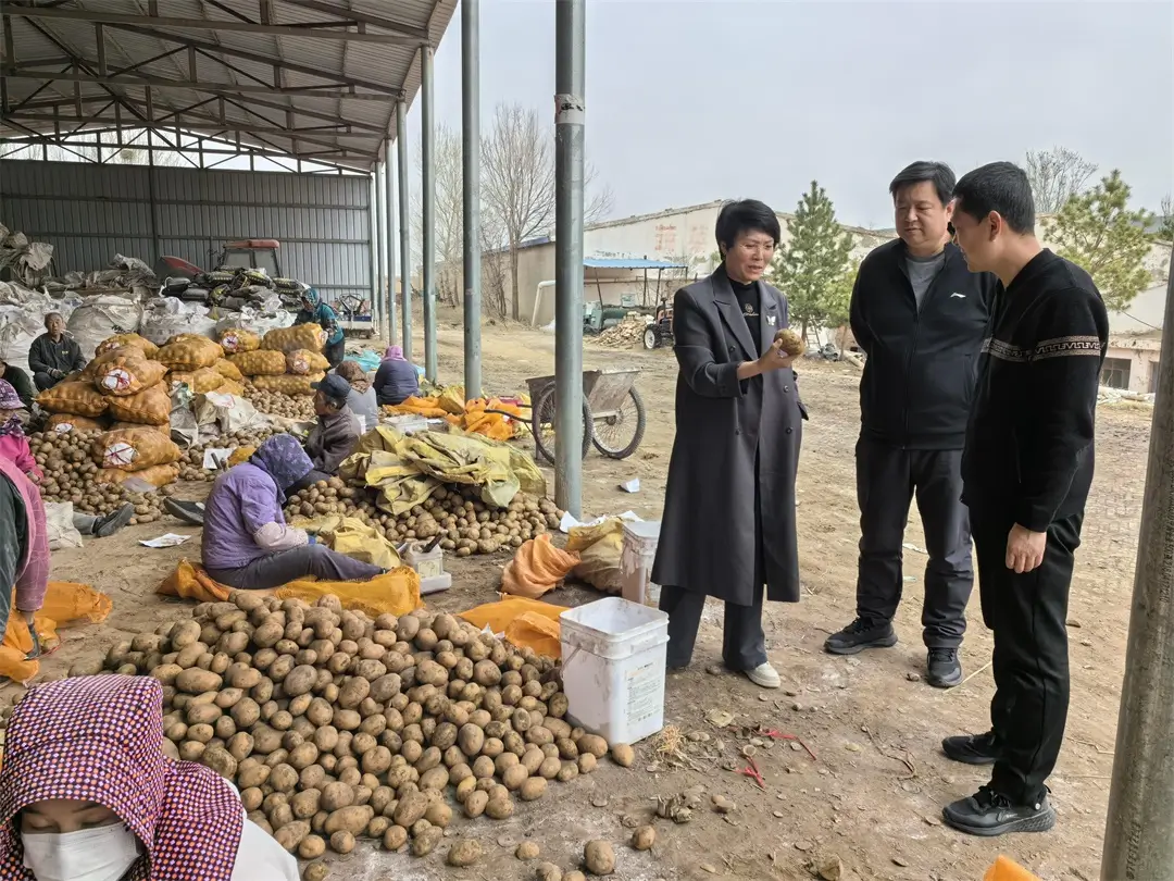 专家指导农户处理马铃薯种薯