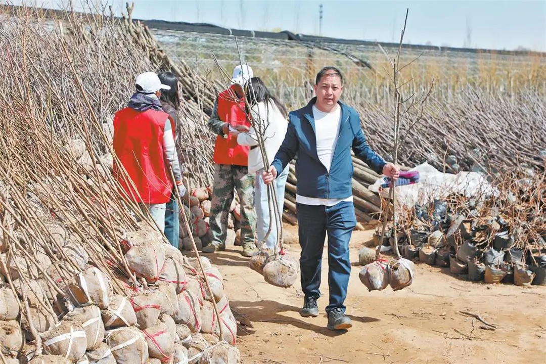 四月一日，市民在榆林市新开沟林业科技示范园苗圃基地有序领取免费树苗。李志东摄