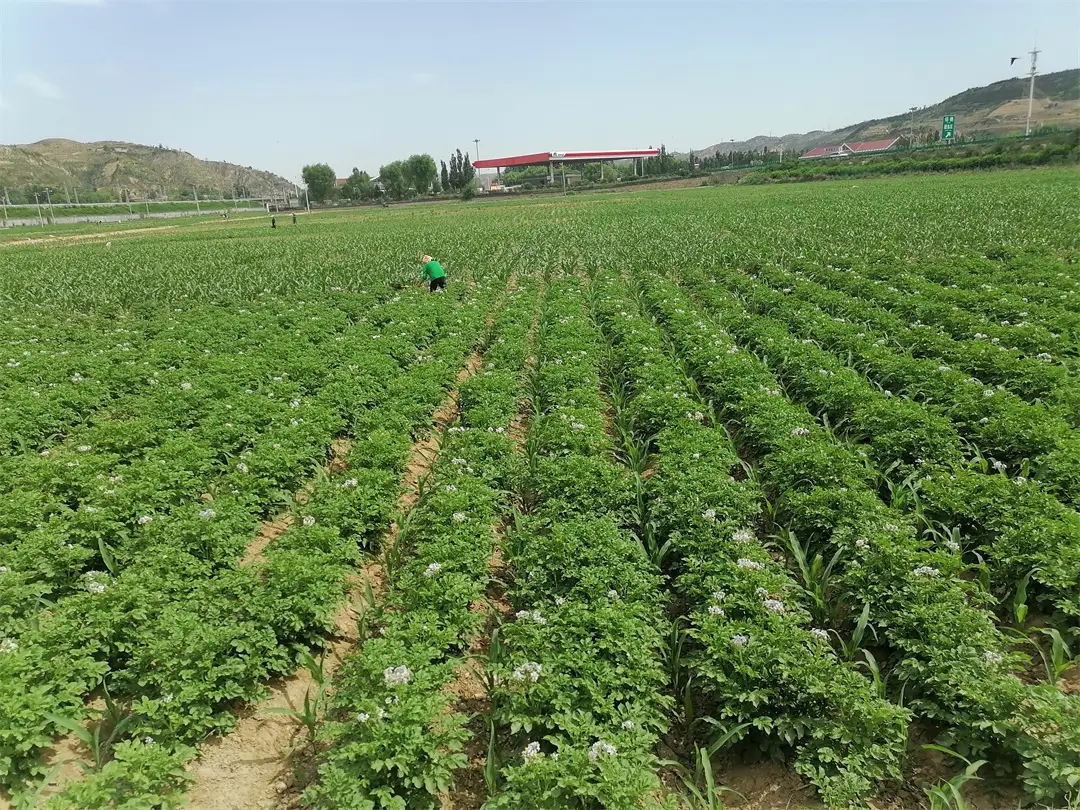 旱地大田马铃薯