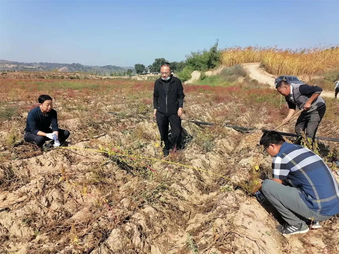 收获时进行马铃薯测产