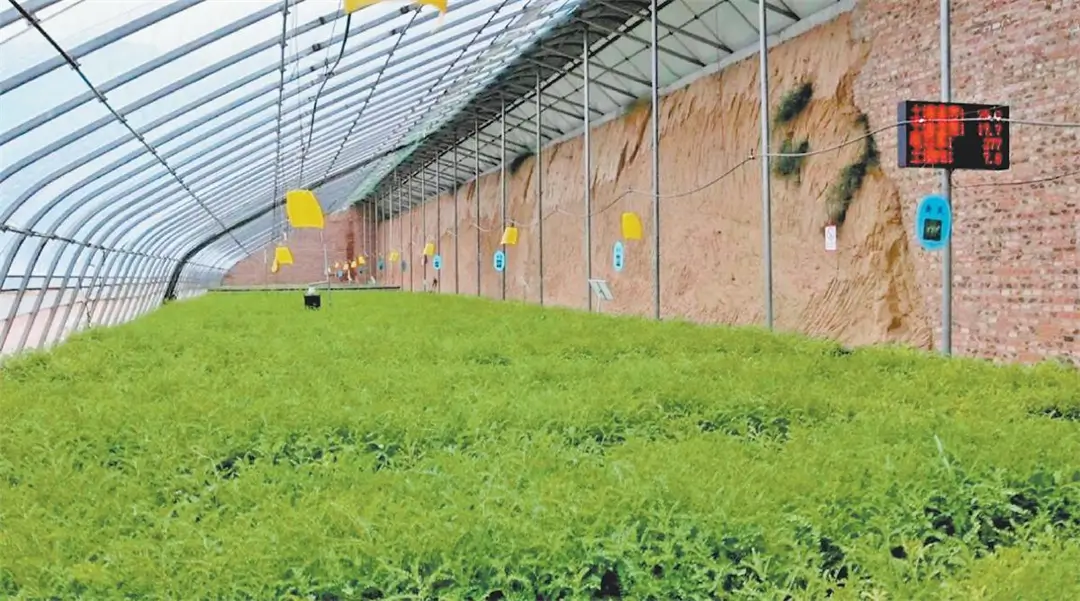 黄芪智慧育苗大棚（资料照片）