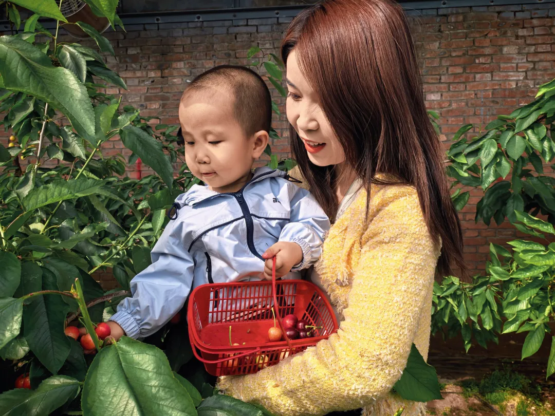 榆林:大棚樱桃成熟时 踏春采摘正当时