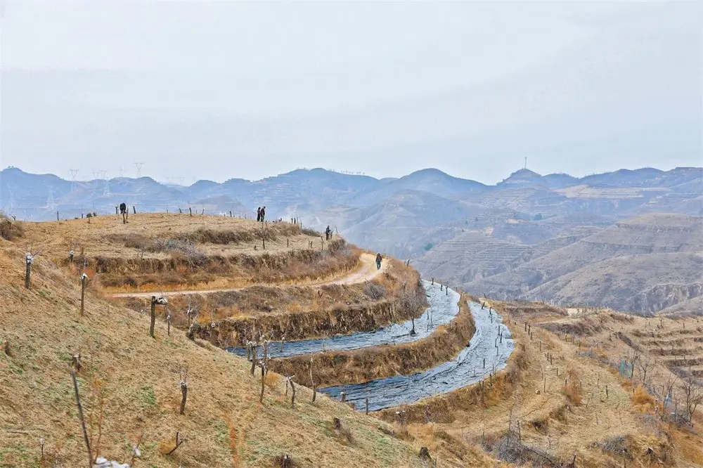 李家塔镇杨家渠村酸枣嫁接基地。方慧摄