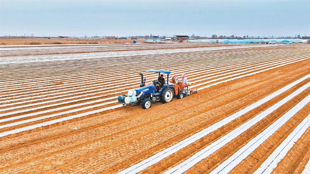4月3日，定边县白泥井镇马铃薯种植现场。高巧艳摄