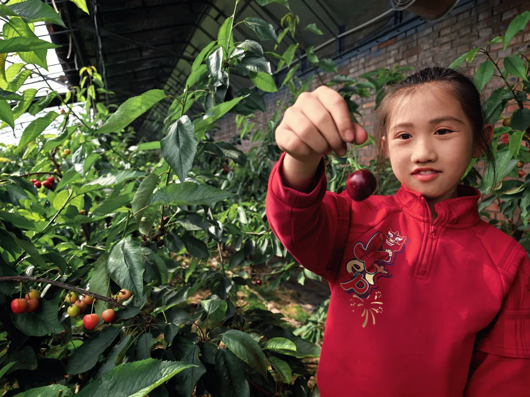 榆林:大棚樱桃成熟时 踏春采摘正当时