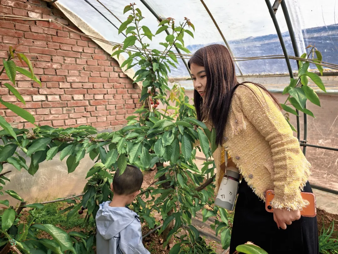 榆林:大棚樱桃成熟时 踏春采摘正当时
