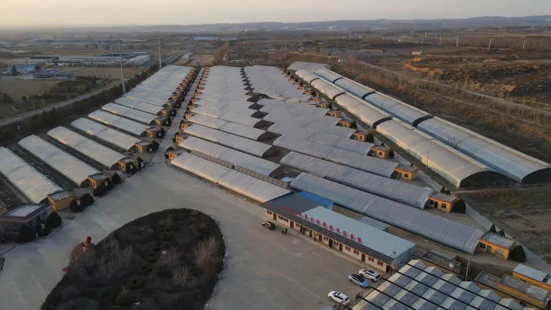 榆林:大棚樱桃成熟时 踏春采摘正当时