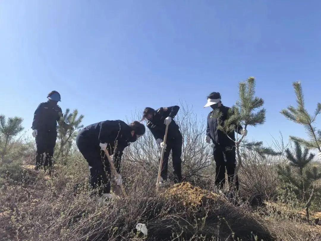 4月10日，榆林市数字化城市管理指挥中心组织干部职工赴榆阳区金鸡滩植树点开展义务植树活动