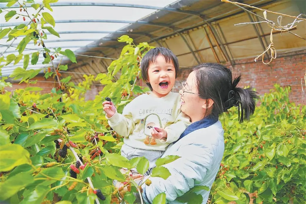 榆阳区金鸡滩镇马艳美家庭农场的温室大棚迎来桑葚丰收季，吸引不少市民前往体验采摘乐趣。