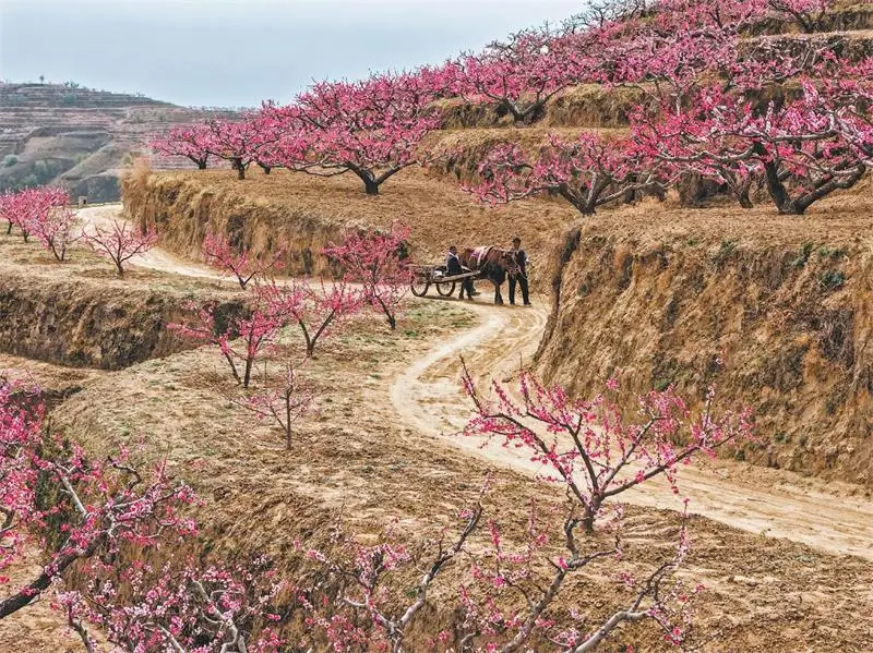 米脂县印斗镇马家铺村漫山遍野的桃花次第盛开