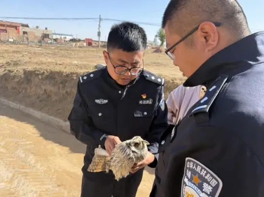 警民联手救助受伤的猫头鹰