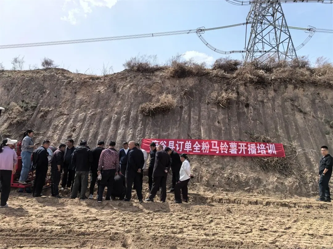 府谷县农业农村局联合县农业技术推广服务中心、县乡村振兴服务中心开展订单全粉马铃薯开播田间实操培训