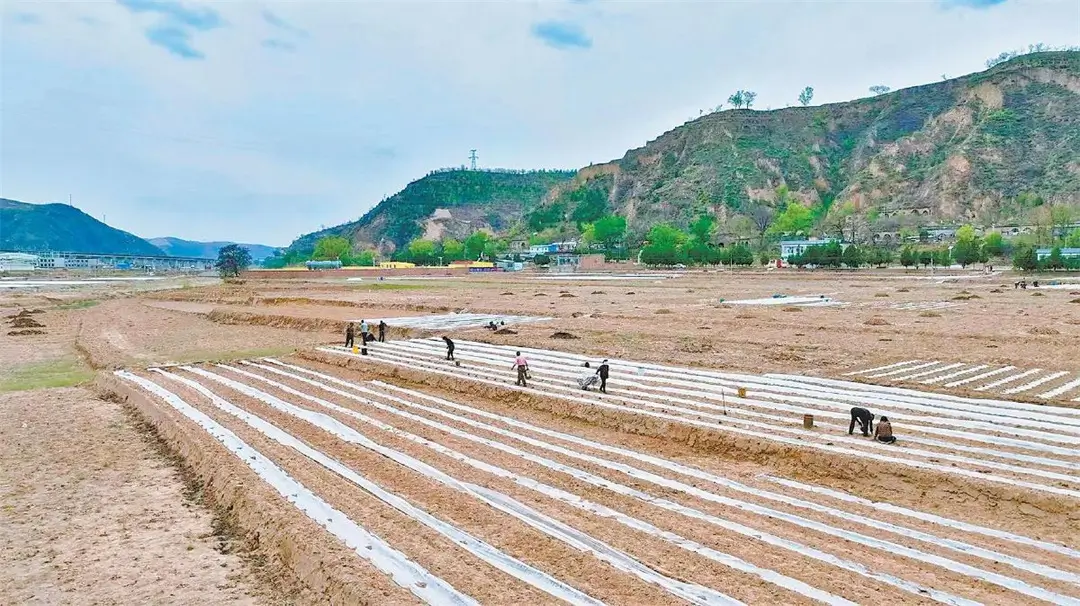 子洲县：西瓜地里春耕忙 不负春光种希望