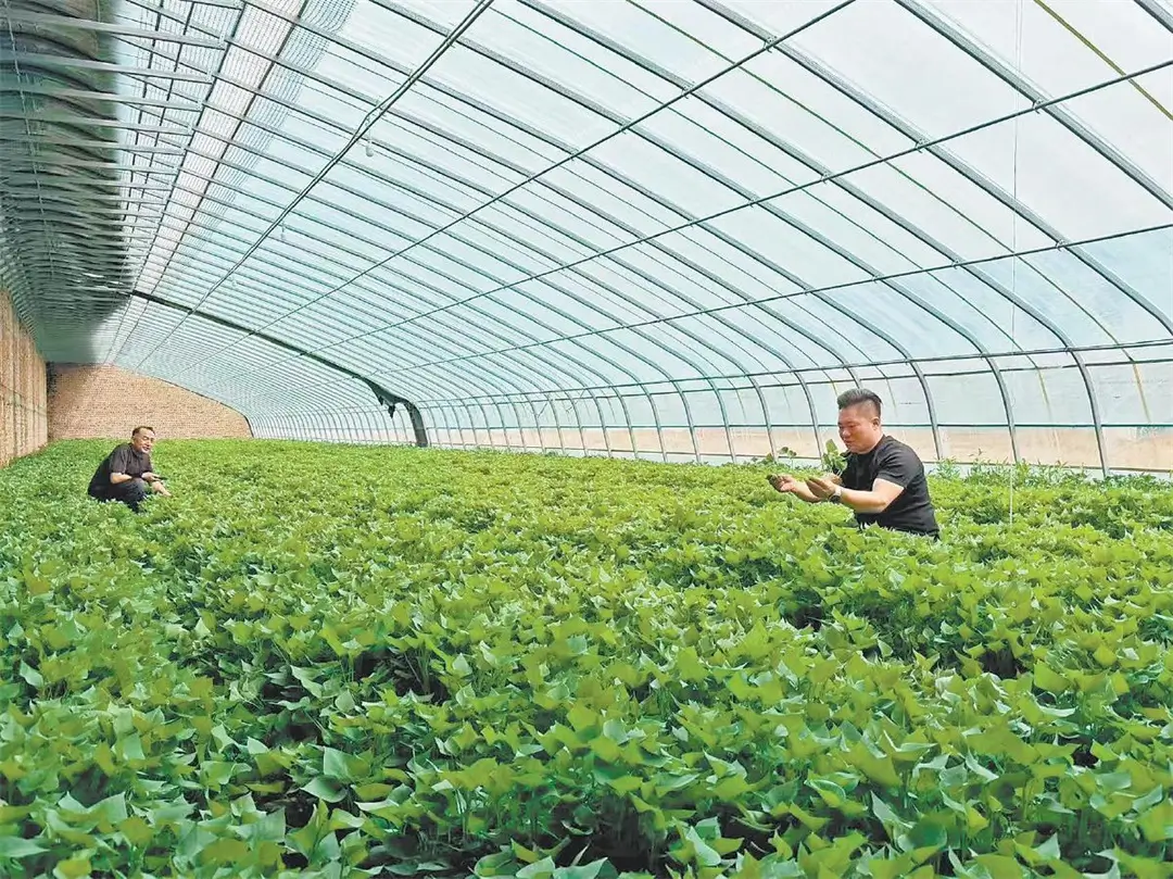 一株脱毒苗 带动百姓富——横山区红薯产业驶上高质量发展新赛道