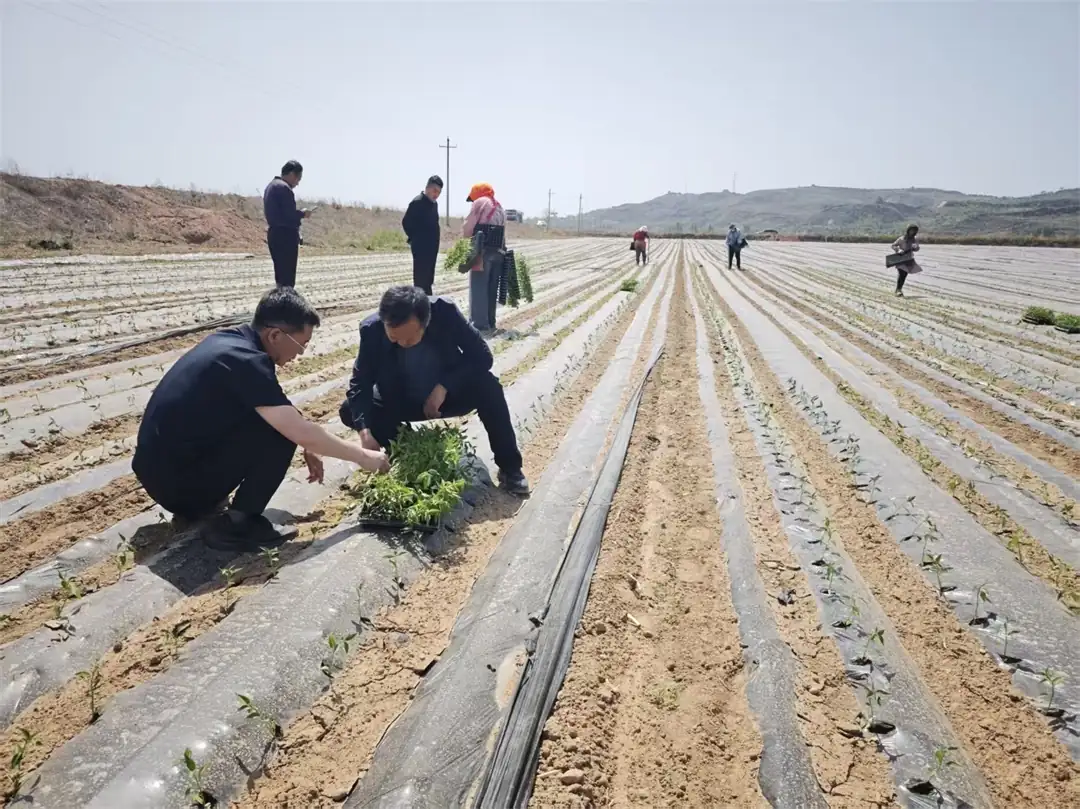 深耕田间送农技，护航辣椒移栽促丰收