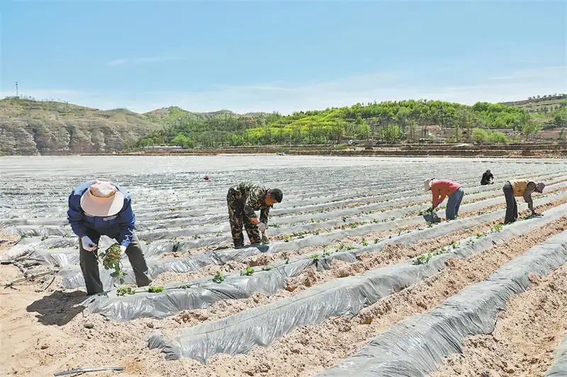 绥德县崔家湾镇：万亩红薯栽植忙 增收致富添“薯光”