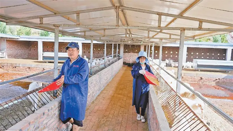 养殖户在标准化棚圈添加饲料。白凌燕摄