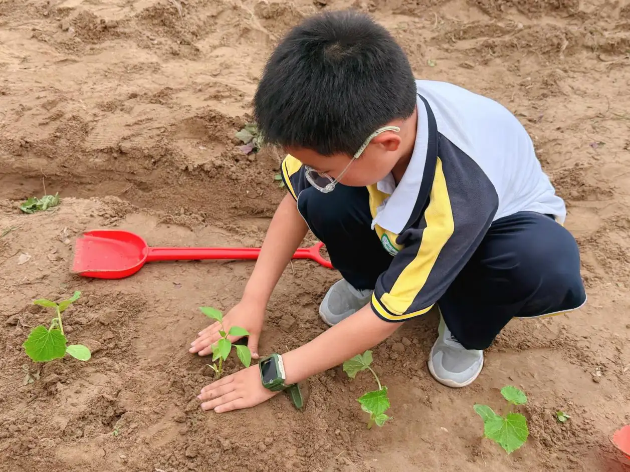 近日,榆林高新第五小学三年级六班开展“小小少年助春耕”主题实践活动。