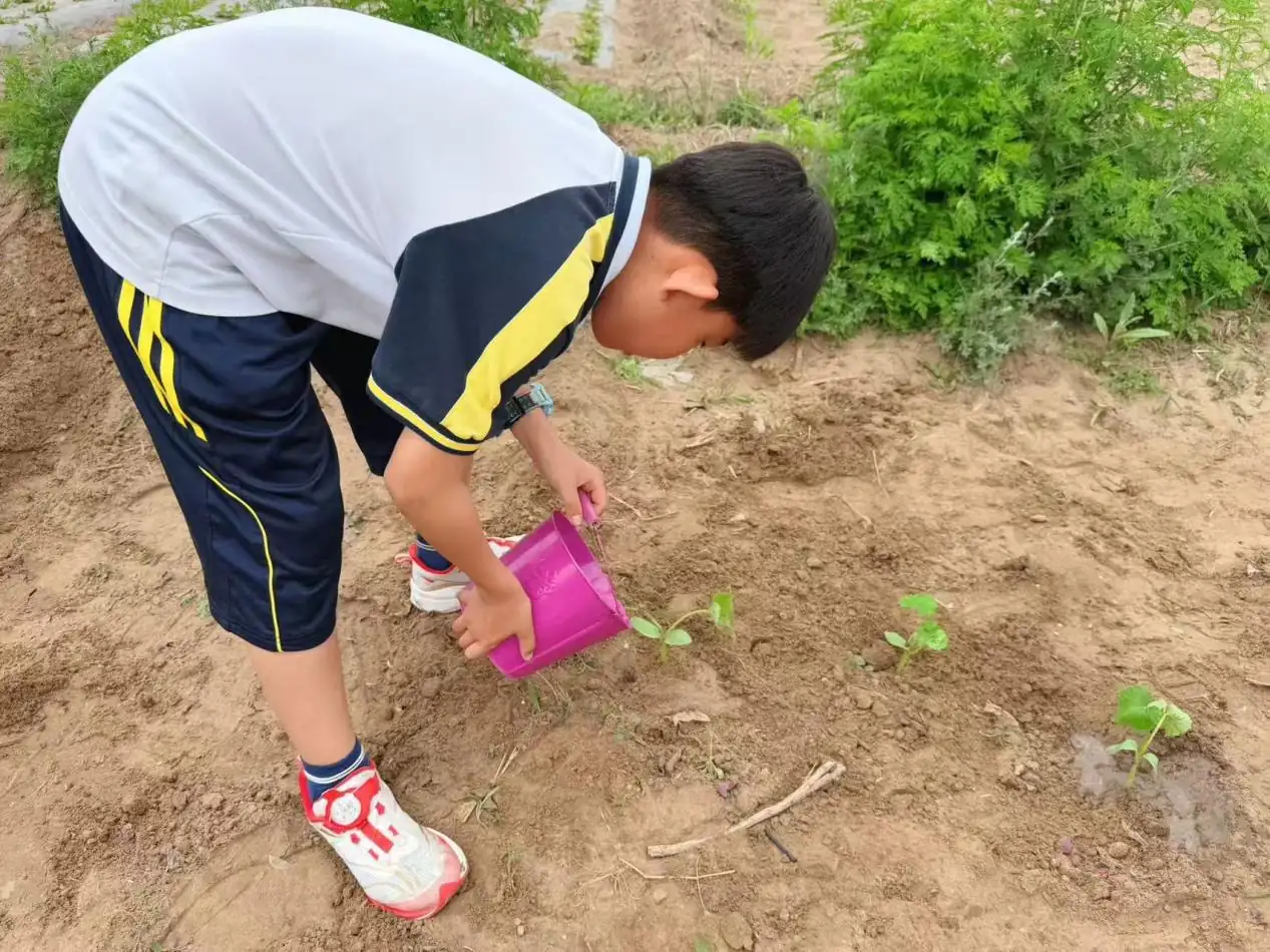 近日,榆林高新第五小学三年级六班开展“小小少年助春耕”主题实践活动。