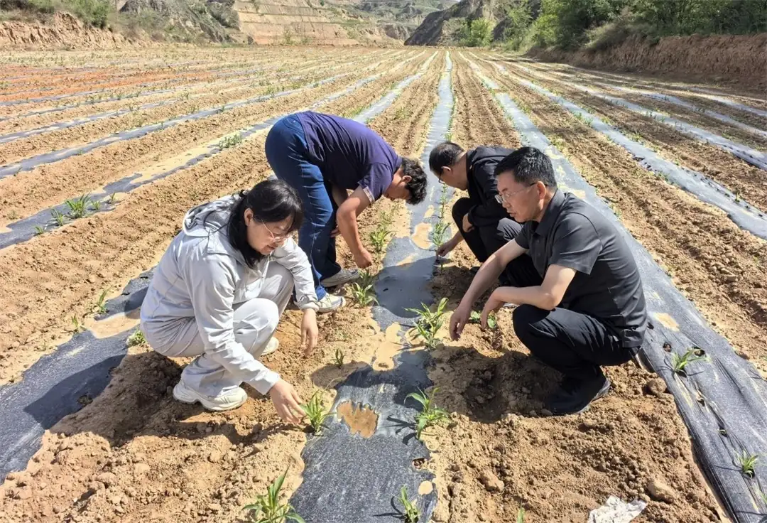 5月23日,府谷县农技中心组织技术人员深入木瓜镇前梁村800亩糜谷基地,实地巡查苗情、墒情与病虫害动态。