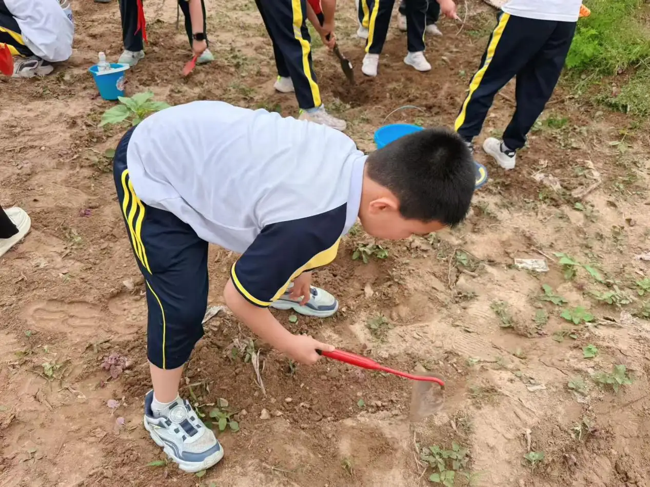 近日,榆林高新第五小学三年级六班开展“小小少年助春耕”主题实践活动。