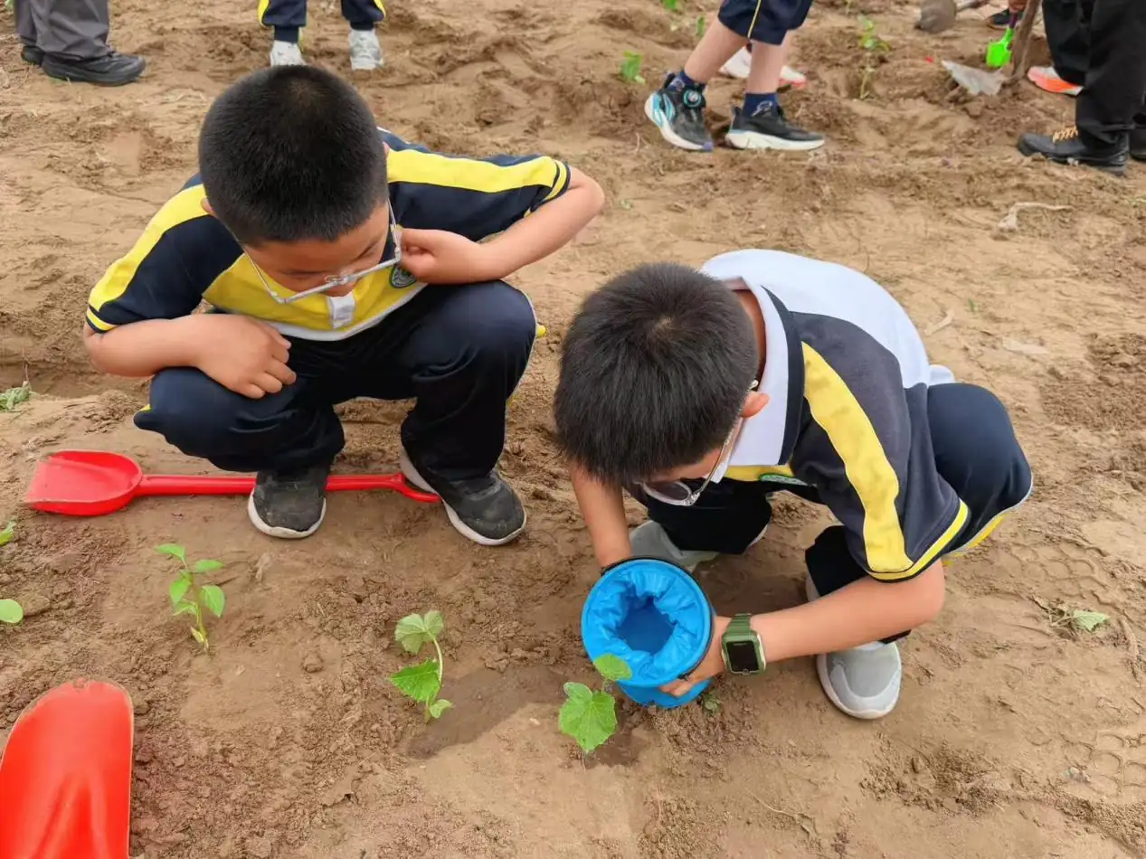 近日,榆林高新第五小学三年级六班开展“小小少年助春耕”主题实践活动。