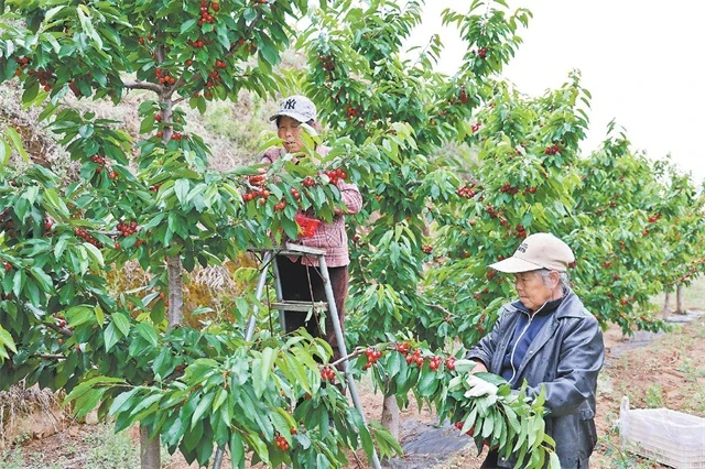村民在樱桃园里采收樱桃。马哲摄