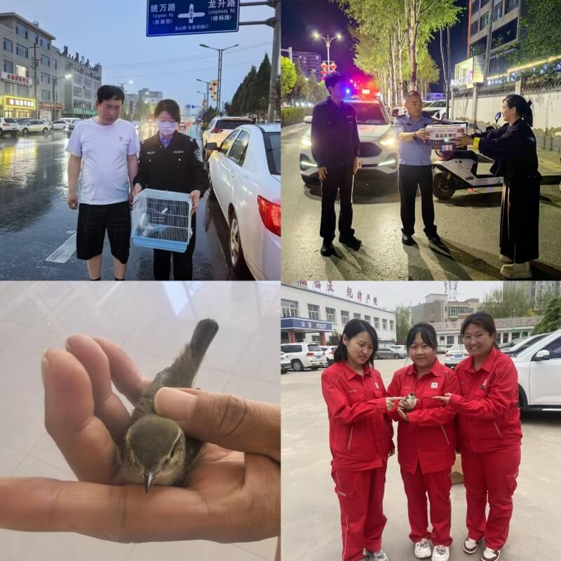 沙石峁森林派出所民辅警化身“动物救护员”