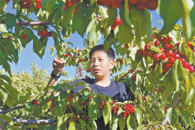 图为游客采摘樱桃。通讯员屈玉兵摄