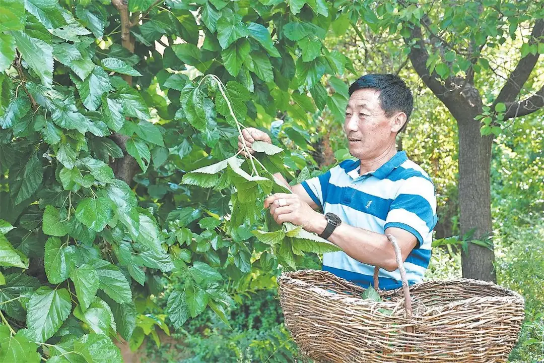 蚕农在标准化桑园采摘桑叶。张荩文摄