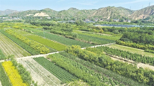 崔家湾镇苗木种植基地绿意盎然。马有斌摄