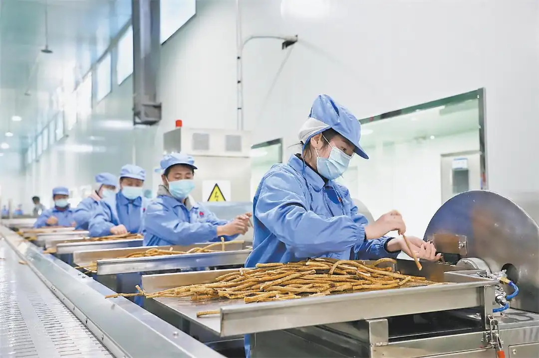 在子洲县天赐中药材公司，工人正在进行黄芪手工切片加工。高帅摄
