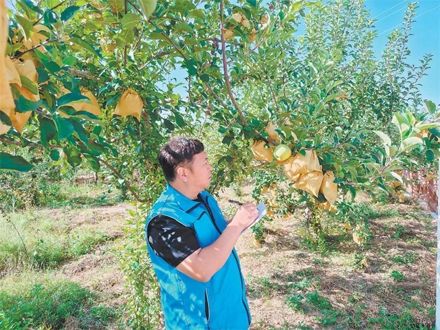 米脂县气象局气象服务进果园