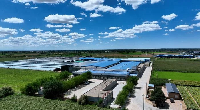 眼下,定边县3000亩鲜食玉米开镰,依托“3小时锁鲜”工艺和“企业+基地+农户”订单模式