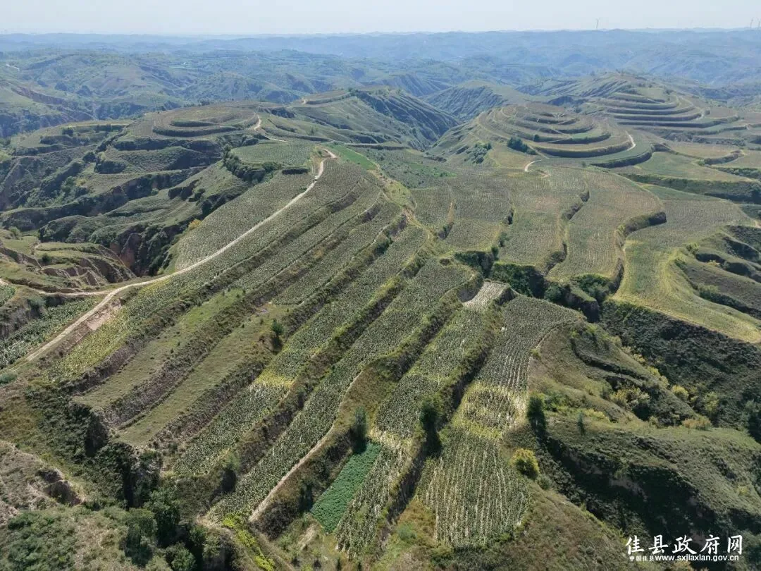 入秋时节,佳县15.2万亩高粱进入抽穗灌浆关键期,整体长势均衡。