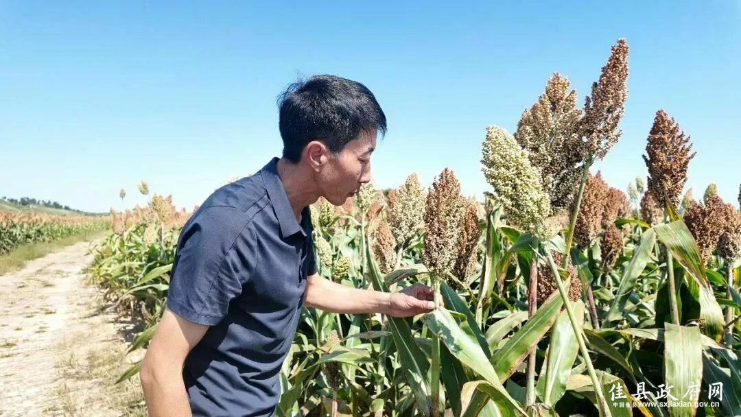 入秋时节,佳县15.2万亩高粱进入抽穗灌浆关键期,整体长势均衡。