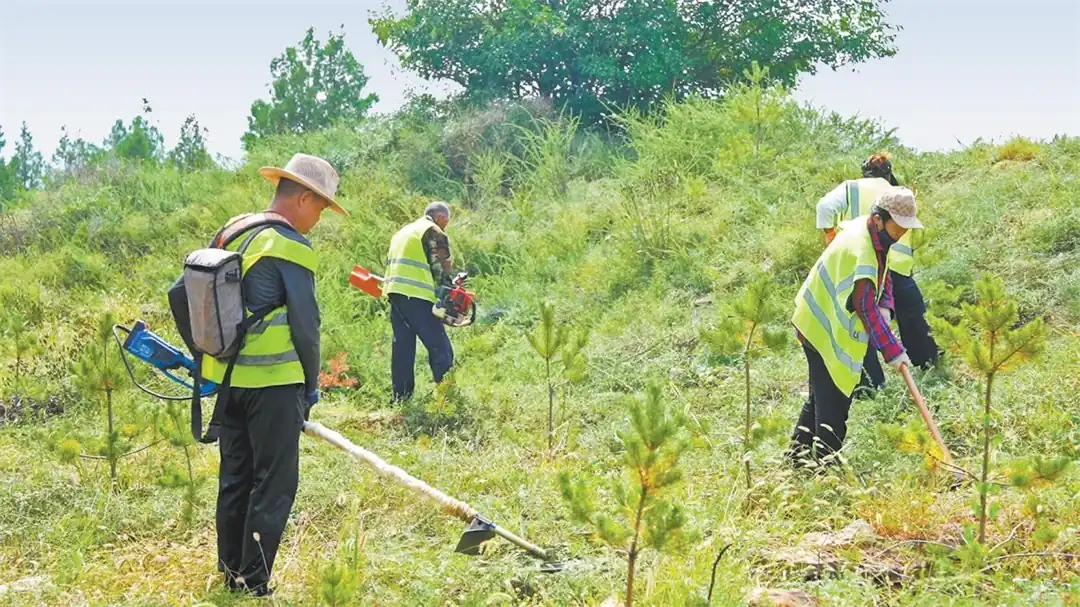 神木市持续聚焦过敏性鼻炎防治问题 靶向治理4万亩蒿草