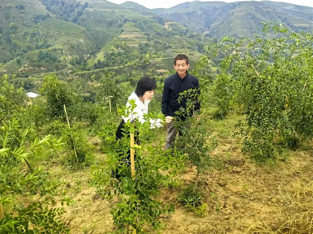 驼耳巷乡农业农村工作分管领导赵明明实地查看农户酸枣嫁接苗木生长情况