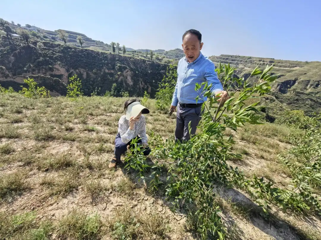驼耳巷乡农业农村工作分管领导赵明明现场了解嫁接改造成效,讲解管护相关要点