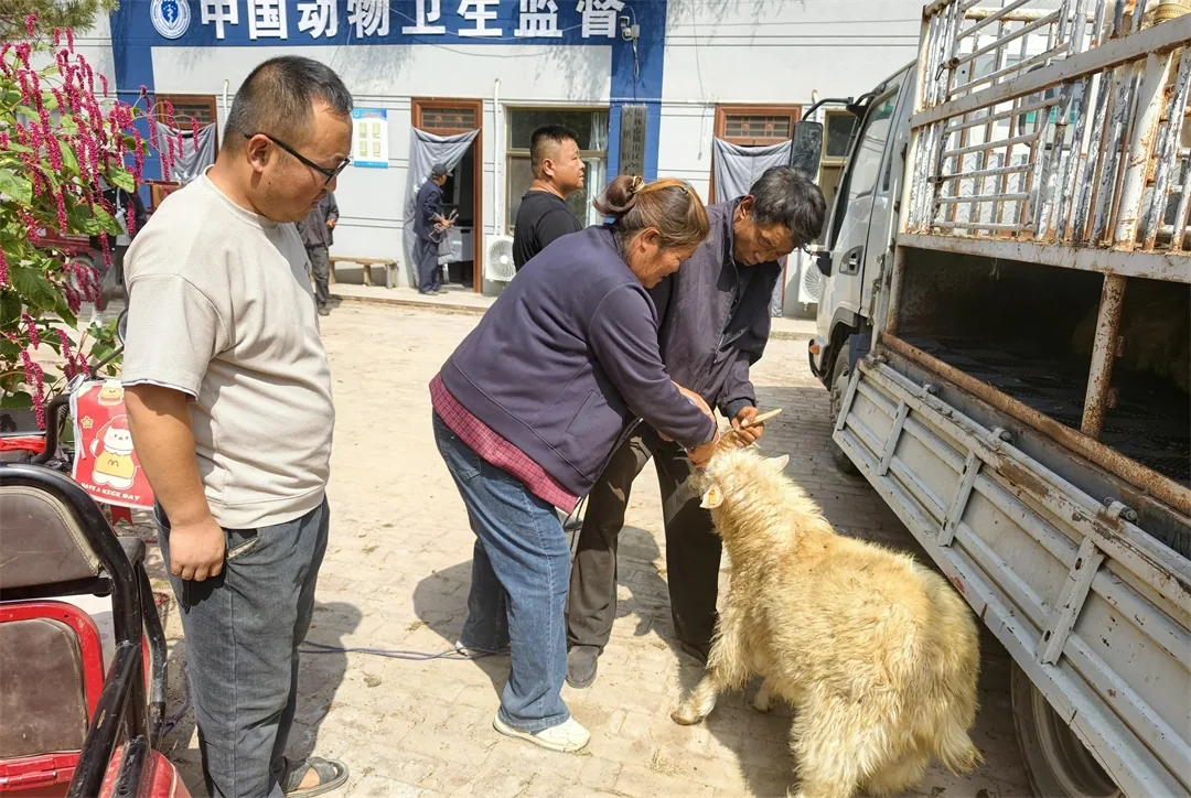 横山区武镇开展陕北白绒山羊优质种公羊集中发放工作