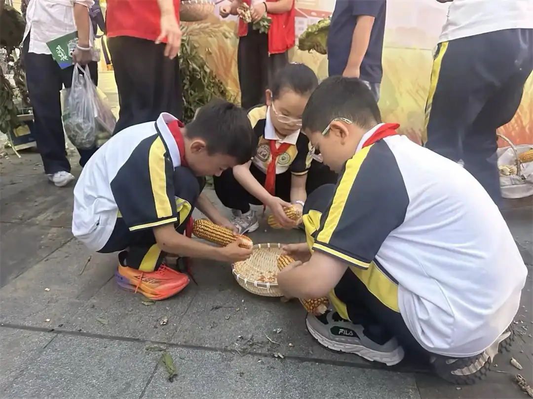 近日，榆林高新五小四年级六班联合榆阳区明珠路街道建业路社区开展“城乡共庆丰收季 助农惠民暖邻里”秋收实践。