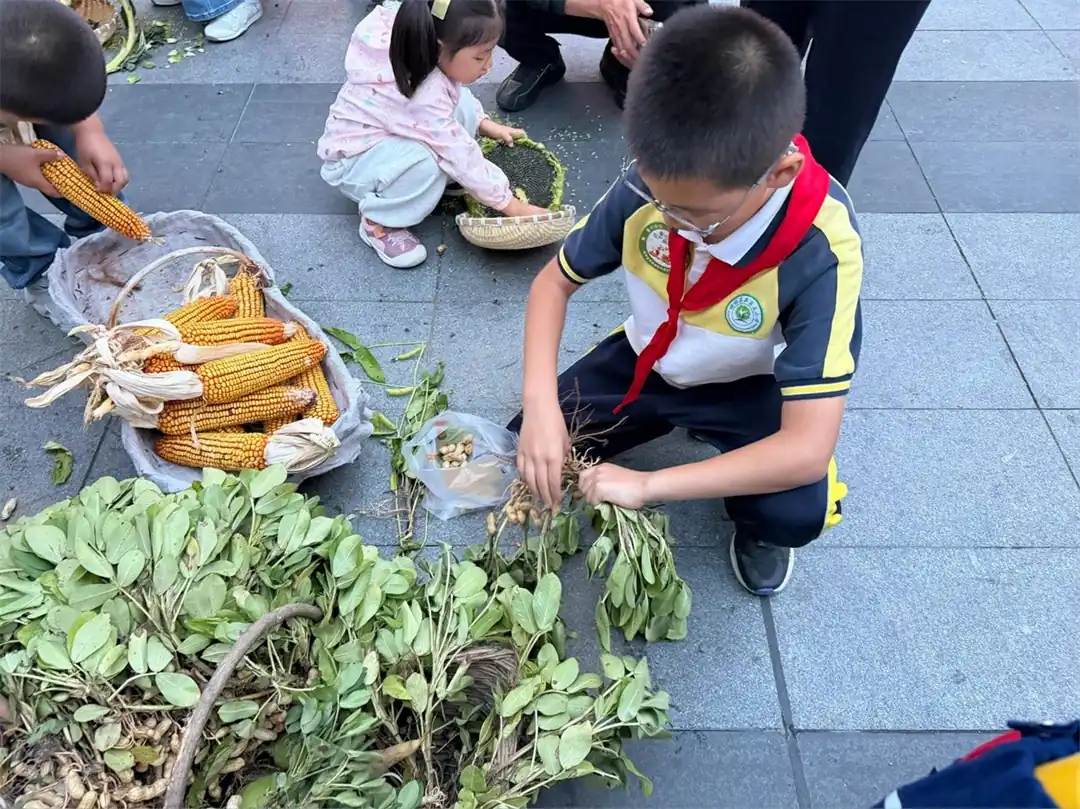 近日，榆林高新五小四年级六班联合榆阳区明珠路街道建业路社区开展“城乡共庆丰收季 助农惠民暖邻里”秋收实践。