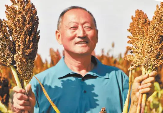 高粱丰产 张丹摄