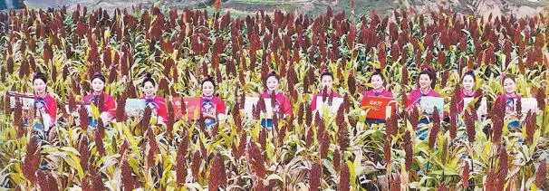 红穗满田迎丰收