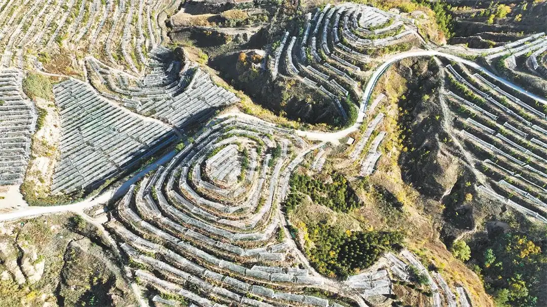 10月13日拍摄的吴堡县张家山镇三村联建青梨基地(无人机照片)。张荩文摄